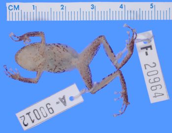 Media type: image;   Herpetology A-90012